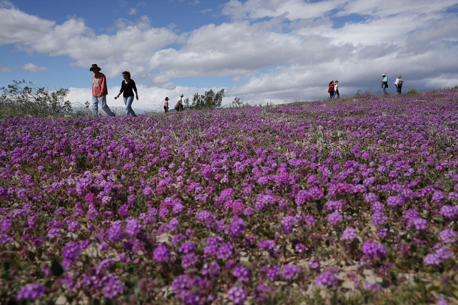 Desert Super Bloom